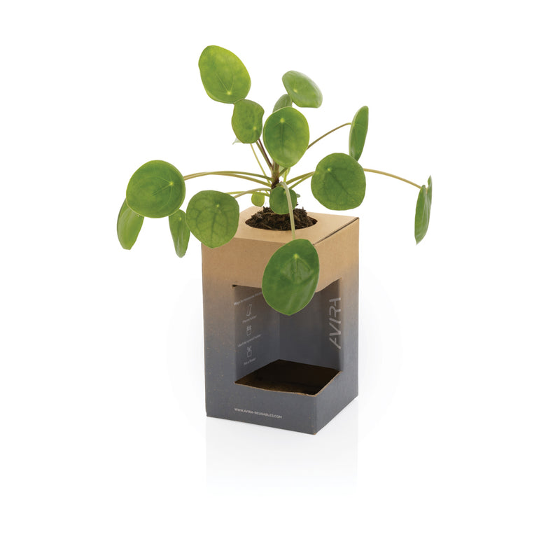 Load image into Gallery viewer, Alya RCS Re-steel tumbler 300ML by Avira, stainless steel drinkware with a sleek design and secure lid for on-the-go use.