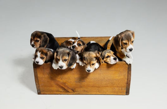 DIY Pet Haven: Crafting a Cozy Bed from a Wooden Crate - Custom Wood Designs