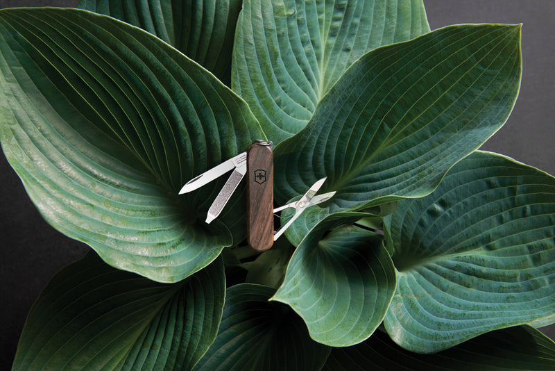 Load image into Gallery viewer, Victorinox Pocket Knife Classic SD with wood handle showing five tools including blade, scissors, and nail file.
